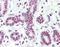 Groucho antibody, orb96462, Biorbyt, Immunohistochemistry paraffin image 
