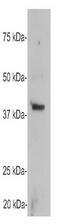 Growth Associated Protein 43 antibody, TA336612, Origene, Western Blot image 