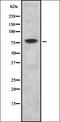 Sad1 And UNC84 Domain Containing 2 antibody, orb337247, Biorbyt, Western Blot image 