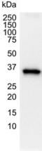 GAPDH antibody, MCA4740, Bio-Rad (formerly AbD Serotec) , Immunohistochemistry frozen image 
