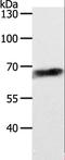 ATP Binding Cassette Subfamily D Member 4 antibody, LS-C402589, Lifespan Biosciences, Western Blot image 