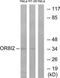 Olfactory Receptor Family 8 Subfamily I Member 2 antibody, TA316047, Origene, Western Blot image 