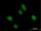 RalBP1-associated Eps domain-containing protein 1 antibody, H00085021-B01P, Novus Biologicals, Immunofluorescence image 