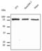 Calnexin antibody, LS-B12410, Lifespan Biosciences, Western Blot image 
