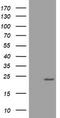 Visinin Like 1 antibody, CF802026, Origene, Western Blot image 