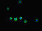 Solute Carrier Family 30 Member 10 antibody, CSB-PA747695LA01HU, Cusabio, Immunofluorescence image 