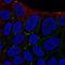 Myelin Protein Zero Like 2 antibody, HPA060740, Atlas Antibodies, Immunocytochemistry image 