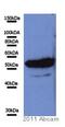 Histone Deacetylase 2 antibody, ab12169, Abcam, Western Blot image 