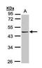 Protein arginine N-methyltransferase 2 antibody, PA5-27948, Invitrogen Antibodies, Western Blot image 