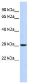 Proteasome subunit alpha type-3 antibody, TA344627, Origene, Western Blot image 