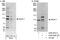 Ataxin 1 antibody, A302-292A, Bethyl Labs, Immunoprecipitation image 