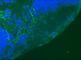 Vimentin antibody, ab8978, Abcam, Immunohistochemistry frozen image 