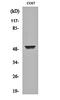 Keratin 8 antibody, orb160707, Biorbyt, Western Blot image 
