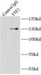 Transcription Termination Factor 2 antibody, FNab09092, FineTest, Immunoprecipitation image 