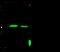 Lactate Dehydrogenase A antibody, 80664-T52, Sino Biological, Western Blot image 