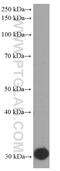 Calcium release-activated calcium channel protein 1 antibody, 66223-1-Ig, Proteintech Group, Western Blot image 