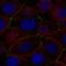 Peptidoglycan Recognition Protein 2 antibody, HPA075237, Atlas Antibodies, Immunocytochemistry image 