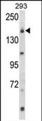 Unc-13 Homolog B antibody, PA5-72594, Invitrogen Antibodies, Western Blot image 