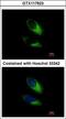 Synaptosome Associated Protein 23 antibody, LS-C155512, Lifespan Biosciences, Immunofluorescence image 