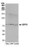 Centrosomal Protein 78 antibody, A301-800A, Bethyl Labs, Western Blot image 