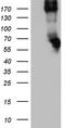 CD68 Molecule antibody, TA802964BM, Origene, Western Blot image 
