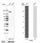 Sterile Alpha Motif Domain Containing 9 antibody, NBP1-91244, Novus Biologicals, Western Blot image 