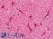 Syntrophin Alpha 1 antibody, LS-B10903, Lifespan Biosciences, Immunohistochemistry frozen image 