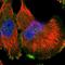c-met antibody, HPA055607, Atlas Antibodies, Immunofluorescence image 