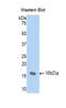 Cubilin antibody, LS-C293574, Lifespan Biosciences, Western Blot image 