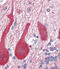 Zebrin II antibody, 61-467, ProSci, Immunohistochemistry paraffin image 