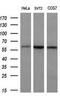 Solute Carrier Family 7 Member 8 antibody, GTX83620, GeneTex, Western Blot image 