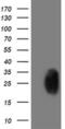 Phosphoglycerate Mutase 2 antibody, MA5-25670, Invitrogen Antibodies, Western Blot image 
