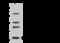L3MBTL Histone Methyl-Lysine Binding Protein 2 antibody, 204269-T32, Sino Biological, Western Blot image 