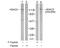 Histone deacetylase 5 antibody, AP02465PU-S, Origene, Western Blot image 