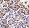 Mitochondrial Ribosomal Protein S12 antibody, LS-C164634, Lifespan Biosciences, Immunohistochemistry frozen image 