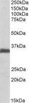 Ephrin B2 antibody, TA311283, Origene, Western Blot image 