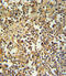 Granzyme M antibody, LS-C166752, Lifespan Biosciences, Immunohistochemistry frozen image 