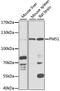 PMS1 Homolog 1, Mismatch Repair System Component antibody, LS-C749060, Lifespan Biosciences, Western Blot image 