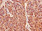 Peroxiredoxin 6 antibody, CSB-PA018659LA01HU, Cusabio, Immunohistochemistry frozen image 