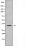 Cytochrome C1 antibody, orb227210, Biorbyt, Western Blot image 