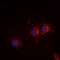 Syntaxin Binding Protein 1 antibody, LS-B14632, Lifespan Biosciences, Immunofluorescence image 