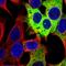 CES2 antibody, HPA046717, Atlas Antibodies, Immunofluorescence image 