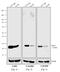 Mouse IgG (H+L) antibody, A24500, Invitrogen Antibodies, Western Blot image 