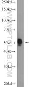 F-Box And WD Repeat Domain Containing 4 antibody, 10657-1-AP, Proteintech Group, Western Blot image 