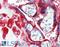 Prostate Stem Cell Antigen antibody, LS-B3332, Lifespan Biosciences, Immunohistochemistry frozen image 