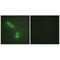 Lymphotoxin Beta antibody, A02565, Boster Biological Technology, Immunohistochemistry frozen image 
