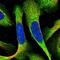 Growth Factor, Augmenter Of Liver Regeneration antibody, HPA041227, Atlas Antibodies, Immunofluorescence image 