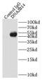 DnaJ Heat Shock Protein Family (Hsp40) Member B14 antibody, FNab02446, FineTest, Immunoprecipitation image 