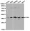 Cyclin H antibody, TA326887, Origene, Western Blot image 