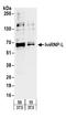 Heterogeneous Nuclear Ribonucleoprotein L antibody, A303-895A, Bethyl Labs, Western Blot image 